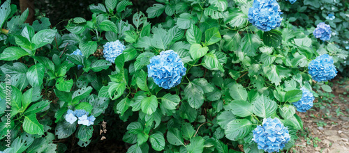 фотографія Hydrangea macrophylla Blossom in garden