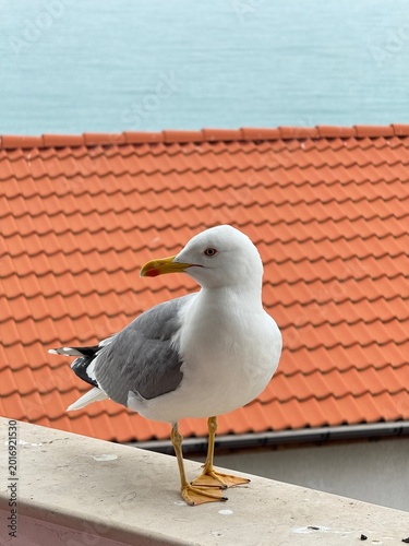 seagull on the beach