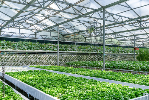 Commercial Hydroponic Vegetable Greenhouse Indoor Cultivation Site