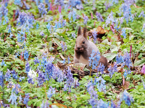 エゾエンゴサクとカタクリの花とエゾリス