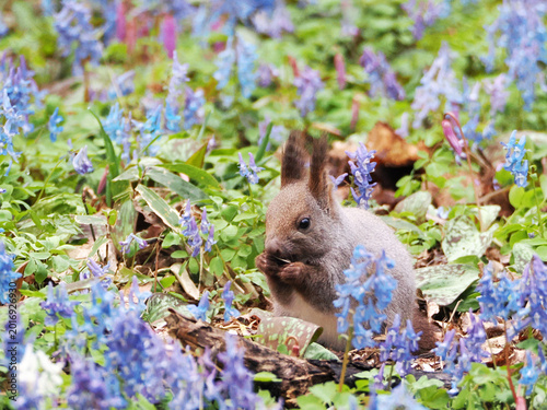 エゾエンゴサクとカタクリの花とエゾリス