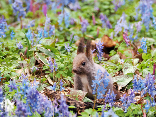 エゾエンゴサクとカタクリの花とエゾリス