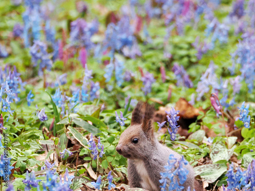 エゾエンゴサクとカタクリの花とエゾリス
