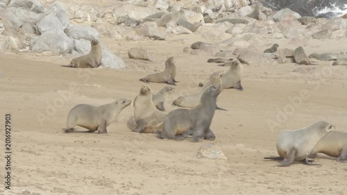 a tracking shot of a group of fur seals running on the beach towards the ocean at cape cross seal colony in namibia, africa