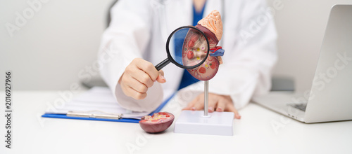 Fotografie Doctor with Kidney Adrenal gland anatomy model