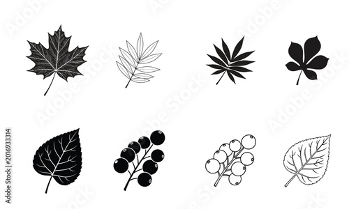Collection of various leaf and berry illustrations in black and white