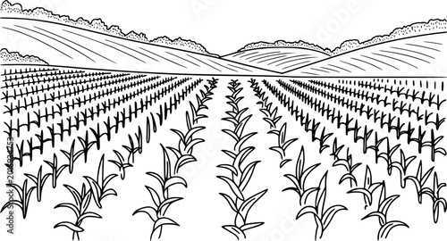 Fotografie Black and white line of a vast cornfield stretching towards rolling hills and tr