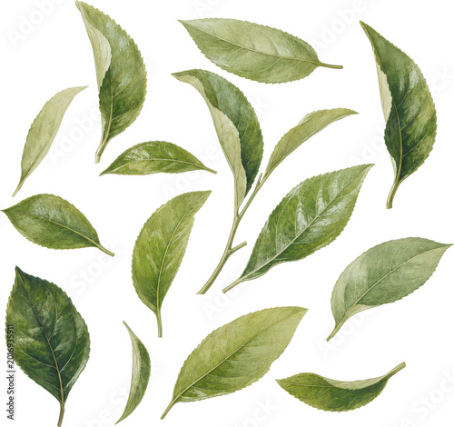 Green Tea Leaves Botanical Illustration White Background