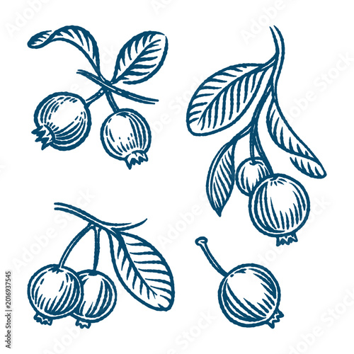 Tableau sur toile blueberry engraved set hand drawn fruit