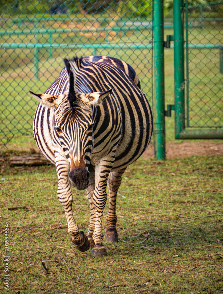 Fototapeta premium Zebra grazing on a pasture in zoo