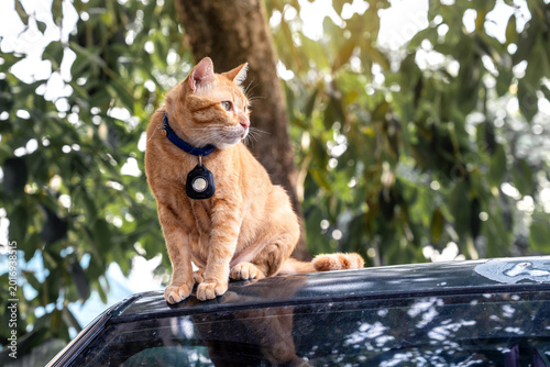 A domestic orange tabby cat with a blue collar and black tracking tag sits directly on the dark roof of a parked car in rural temple Thailand Soft green leafy bokeh background copy space.