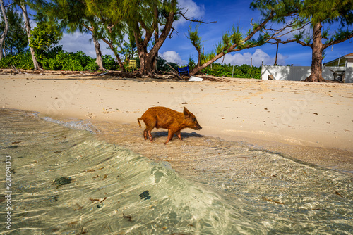 Small piglet walking through shallow turquoise water on a tropical sandy beach at No Name Cay, Bahamas, famous for its swimming pigs and stunning Caribbean island scenery