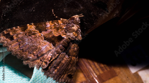 Konstfotografi This appears to be a Lunate Zale (Zale lunata), a large moth in the family Erebidae