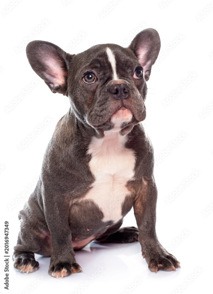 Fototapeta premium puppy french bulldog