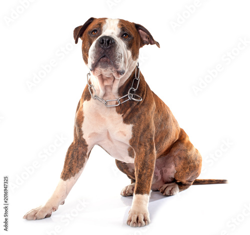 Fotografie american stafforshire terrier