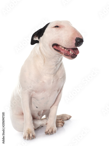 Photography female bull terrier