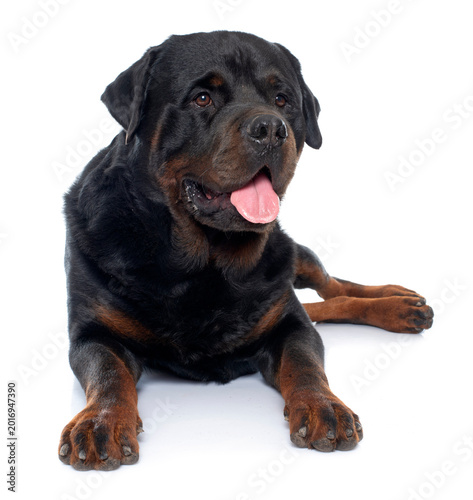 Cuadro en lienzo purebred male rottweiler