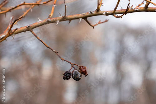 Bilde på lerret Withered rose hip berries hanging on a thorny branch during winter, symbolizing