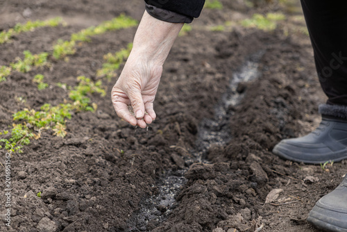 Фотография A senior person carefully sows small seeds into dark soil rows in a garden, illu