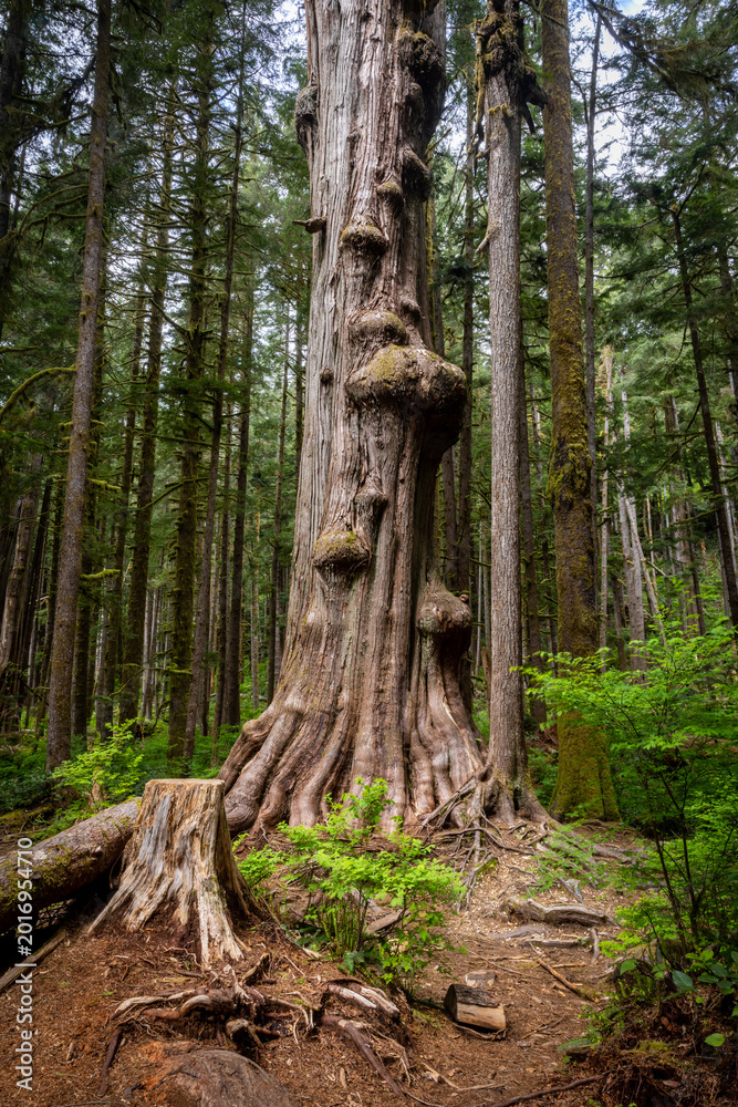 Fototapeta premium Ancient Western Red Cedar With Massive Burl in Old Growth Rainfo