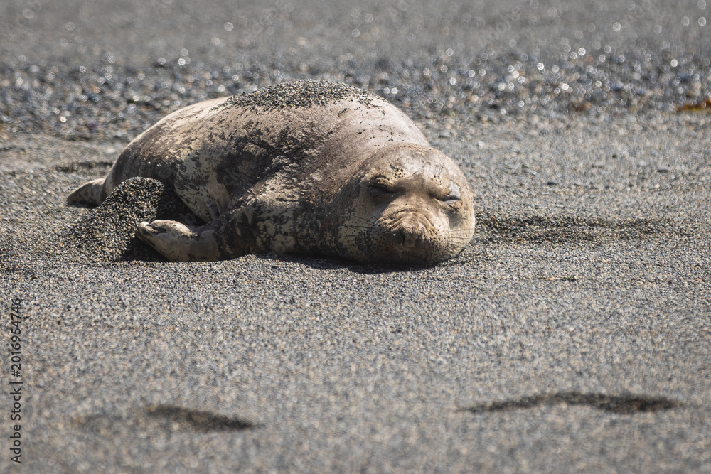Fototapeta premium Resting Northern Elephant Seal on Pebble Beach Under Soft Sunlig