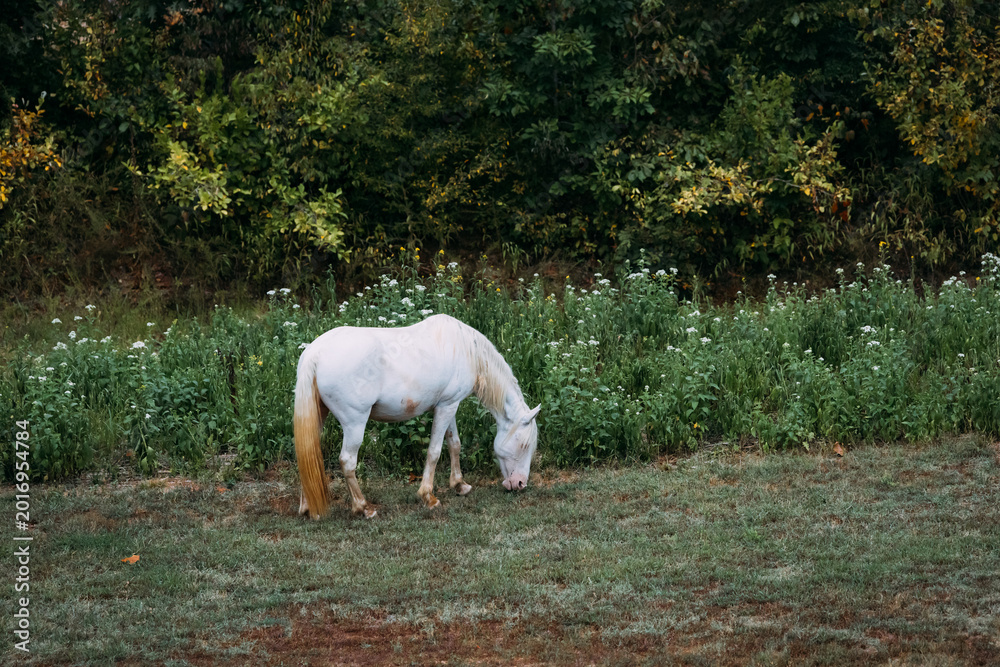 Fototapeta premium Lone white horse grazing near wildflowers