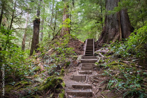 Mossy Wooden Stair Trail Through Old Growth Temperate Forest