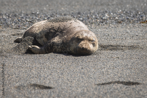 Foto Resting Northern Elephant Seal on Pebble Beach Under Soft Sunlig