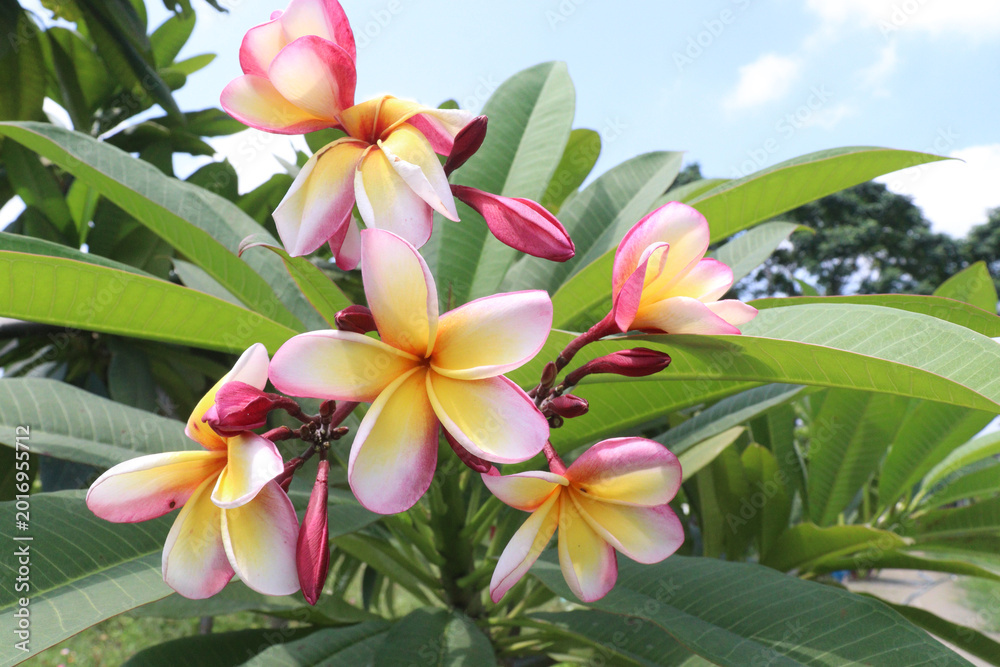 Obraz premium frangipani flower plant on farm
