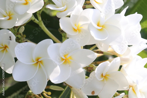 Foto frangipani flower plant on farm