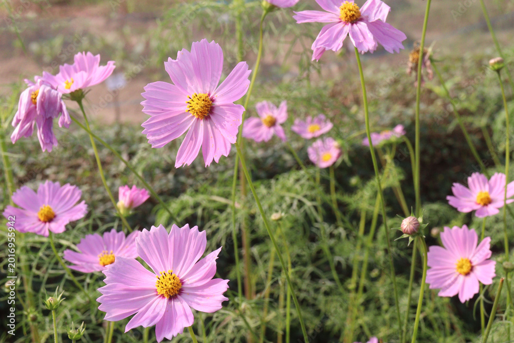 Fototapeta premium pink colored garden cosmos flower