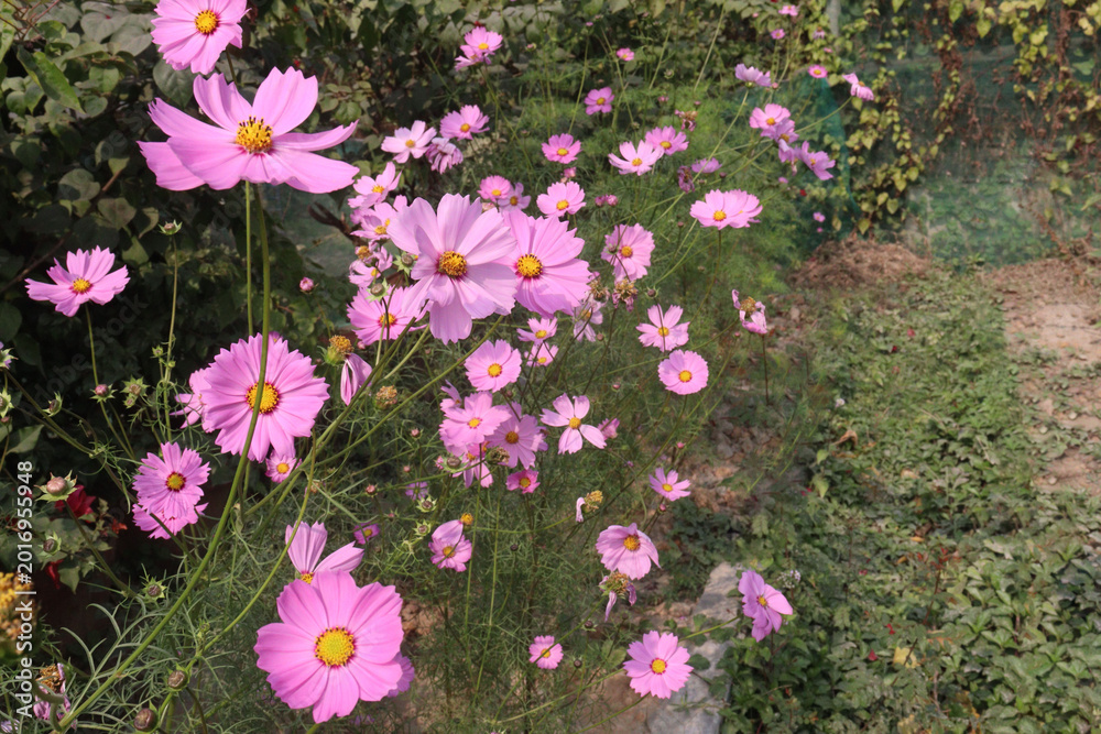 Fototapeta premium pink colored garden cosmos flower