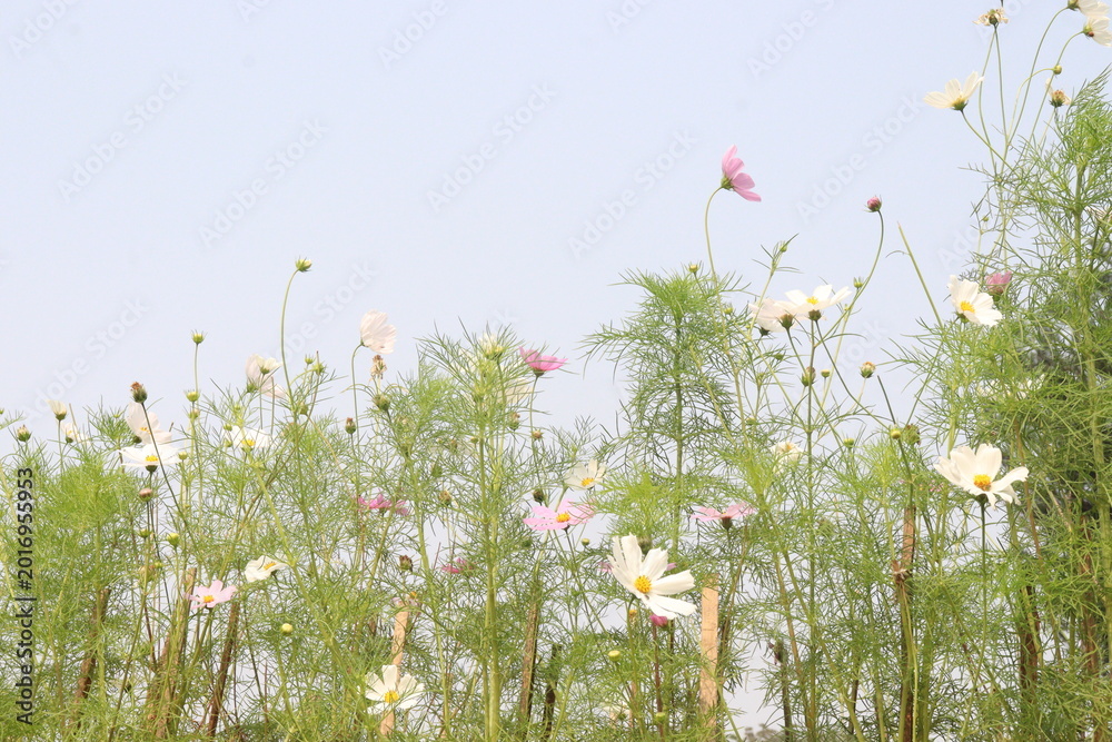 Fototapeta premium white colored cosmos flower plant on farm