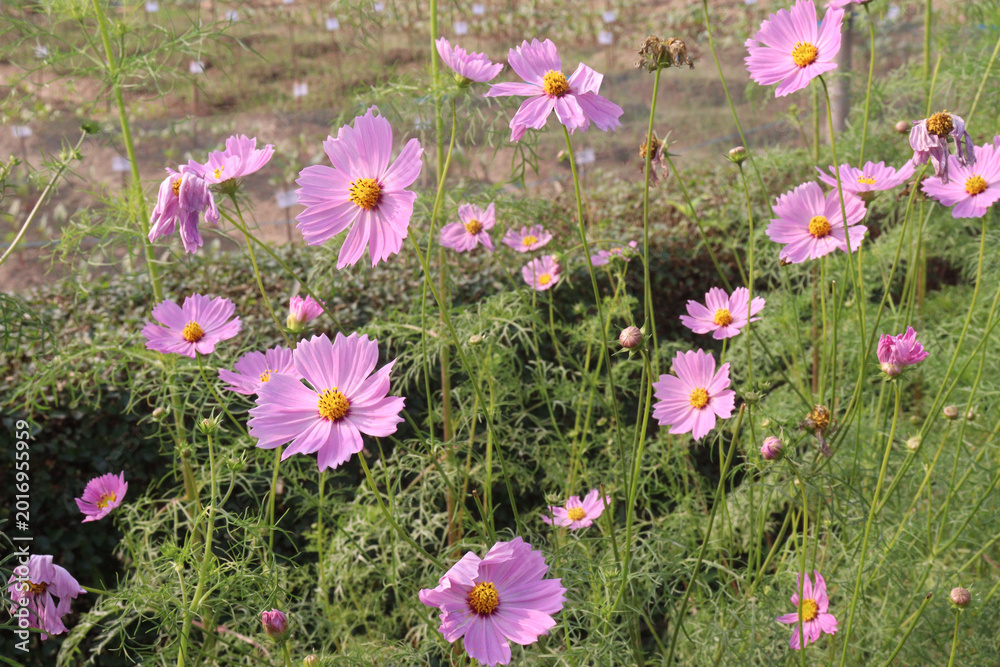 Fototapeta premium pink colored garden cosmos flower
