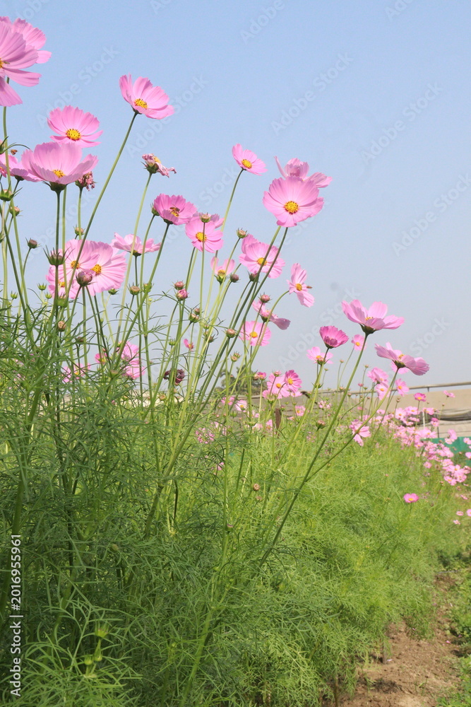 Fototapeta premium pink colored garden cosmos flower