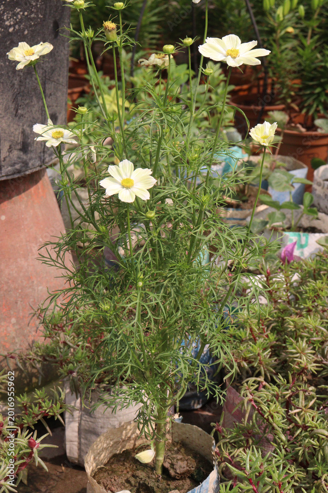Fototapeta premium white colored cosmos flower plant on farm