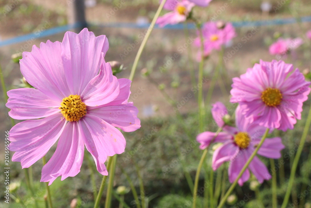 Fototapeta premium pink colored garden cosmos flower