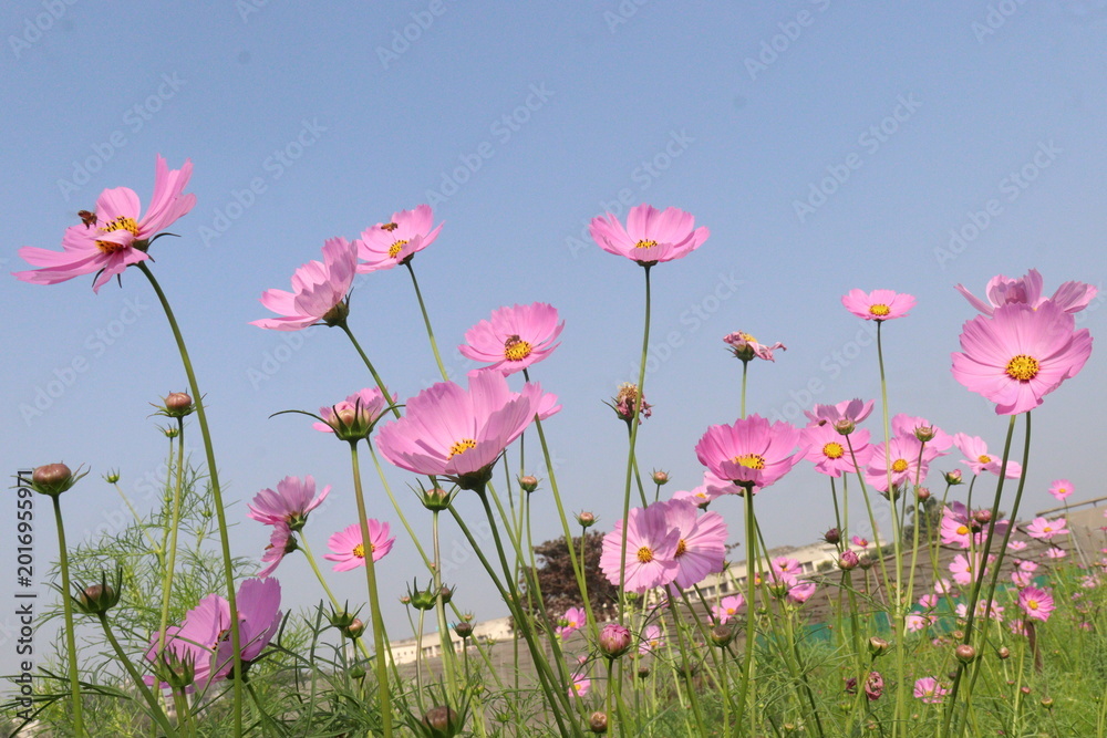 Fototapeta premium pink colored garden cosmos flower