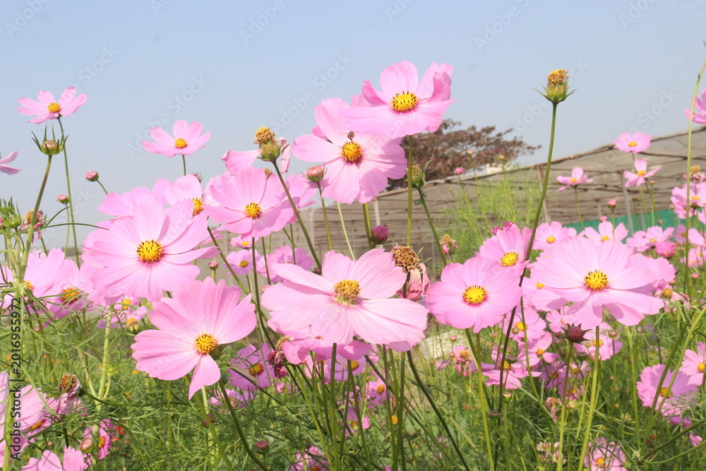 Fototapeta premium pink colored garden cosmos flower