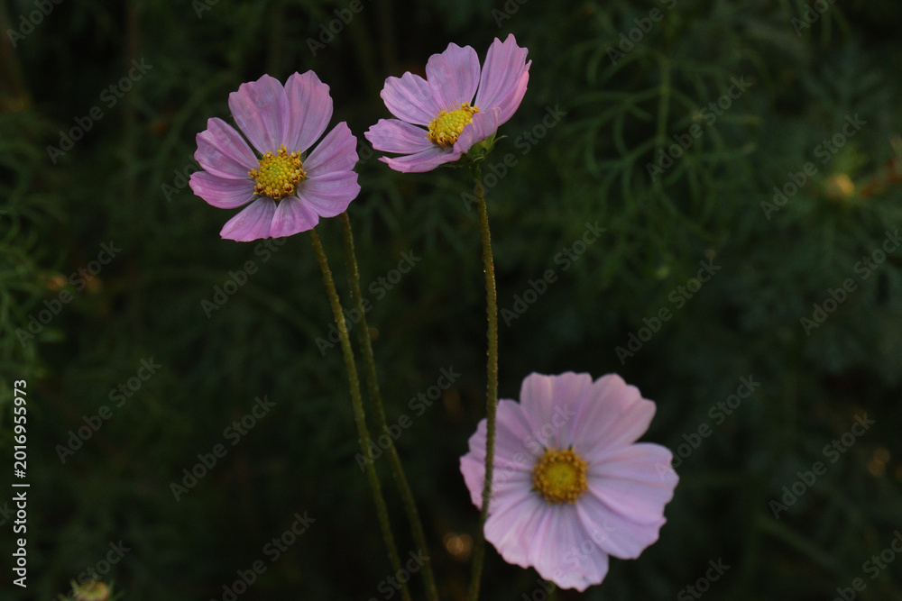 Fototapeta premium pink colored garden cosmos flower