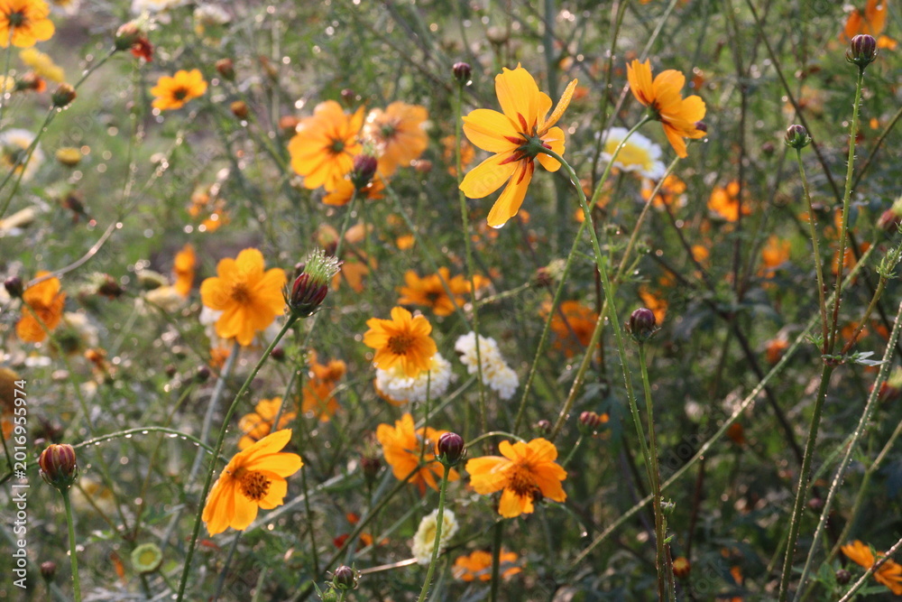 Fototapeta premium orange colored garden cosmos flower
