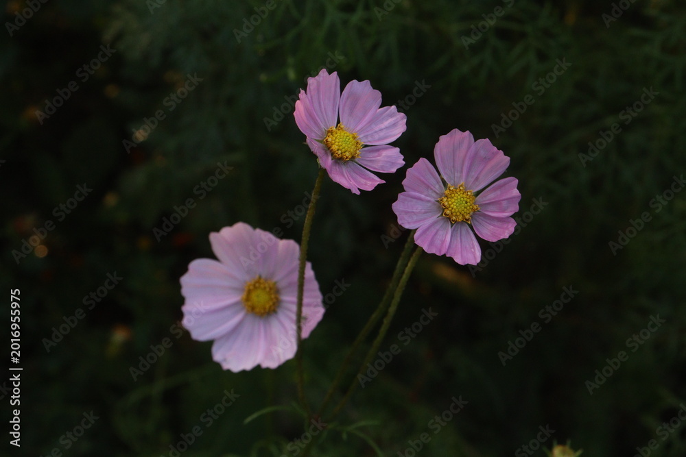 Fototapeta premium pink colored garden cosmos flower