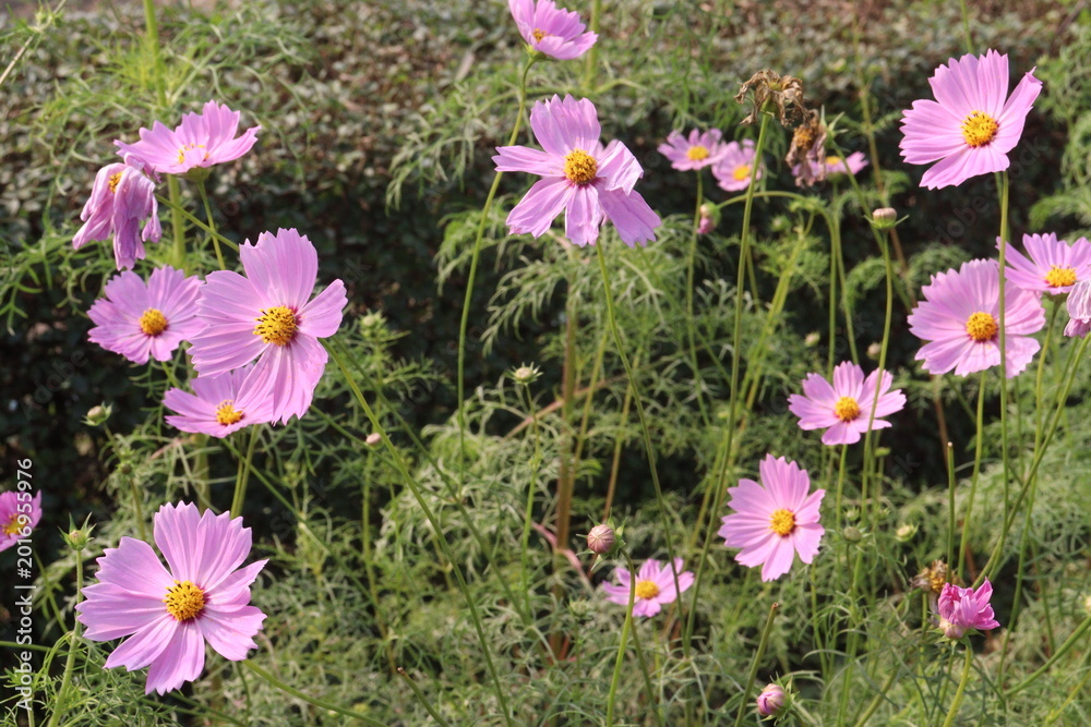 Fototapeta premium pink colored garden cosmos flower