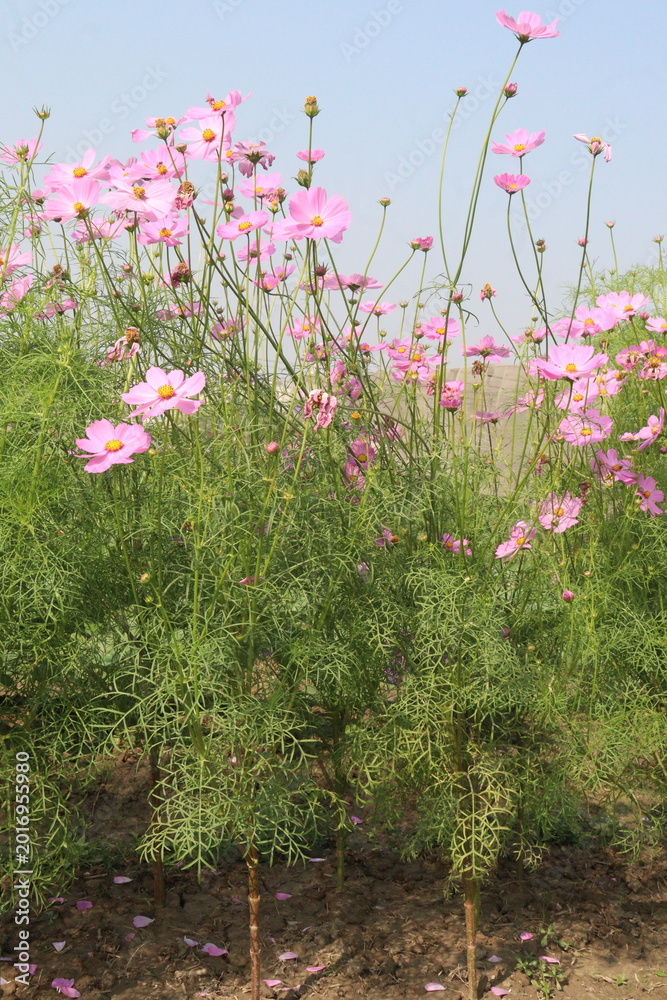 Fototapeta premium pink colored garden cosmos flower