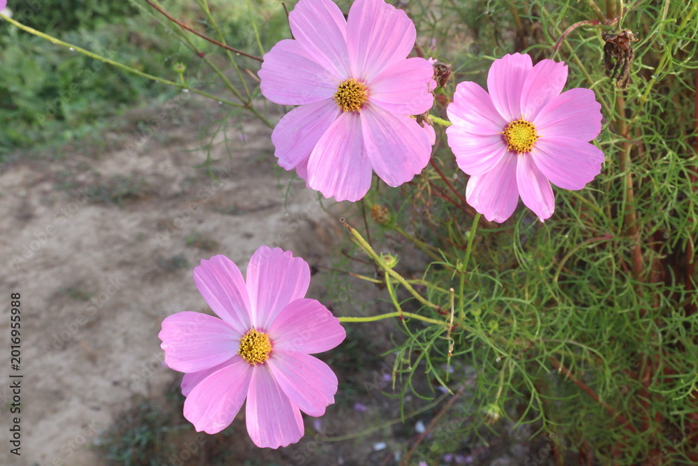 Fototapeta premium pink colored garden cosmos flower