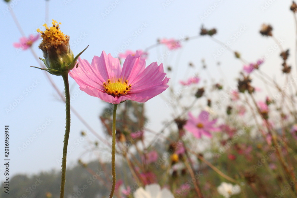Fototapeta premium pink colored garden cosmos flower