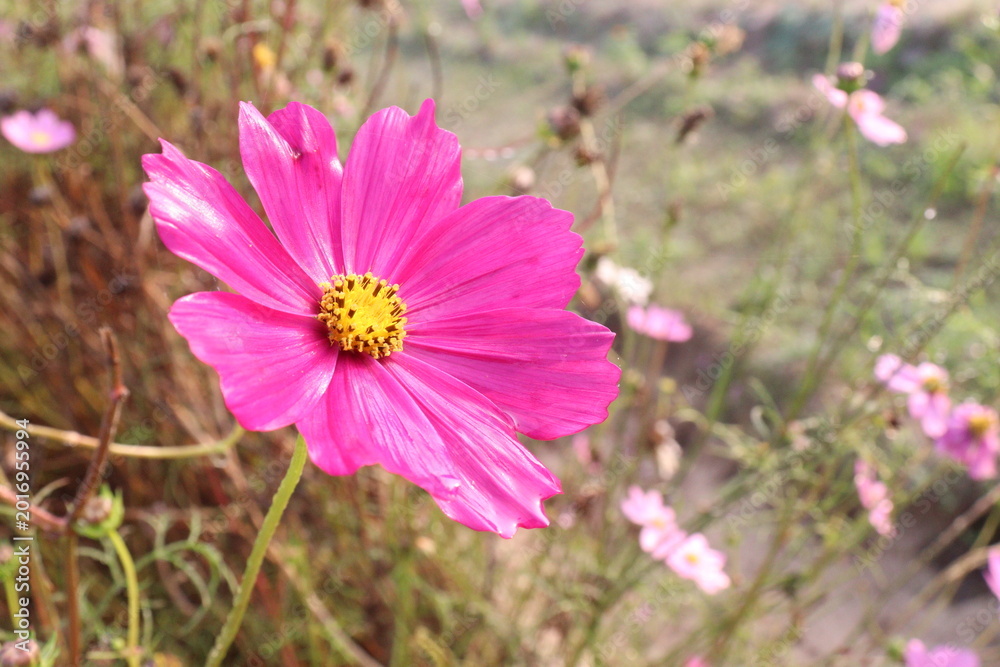 Fototapeta premium cosmos flower plant on bag in farm