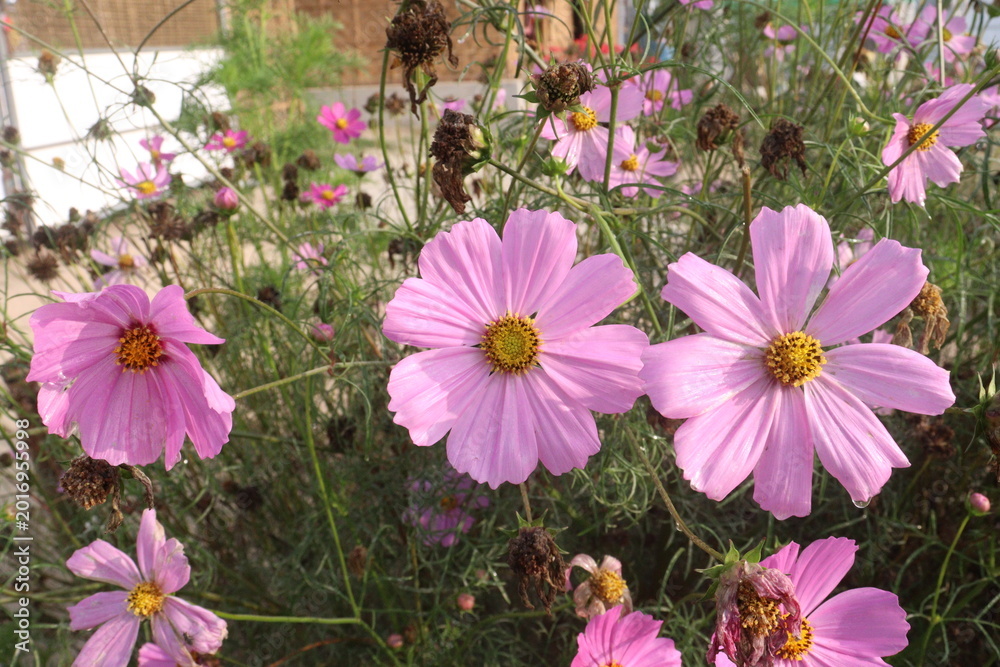 Fototapeta premium pink colored garden cosmos flower