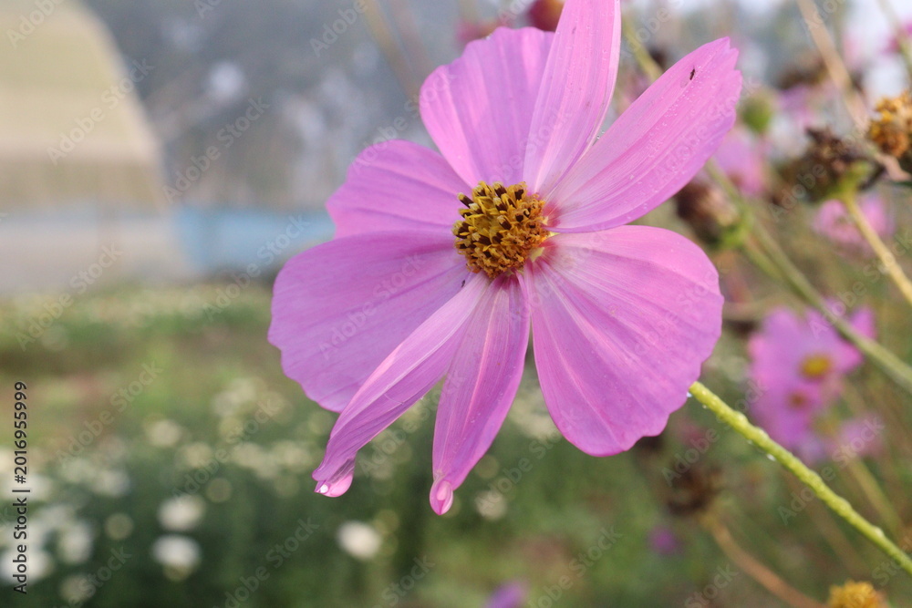 Fototapeta premium pink colored garden cosmos flower
