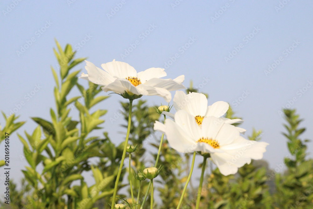 Fototapeta premium white colored garden cosmos flower